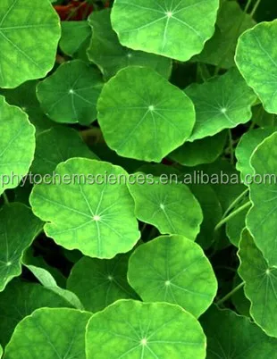 
Skin care cosmetic grade gotu kola / centella asiatica extract 40% Asiaticosides by HPLC 