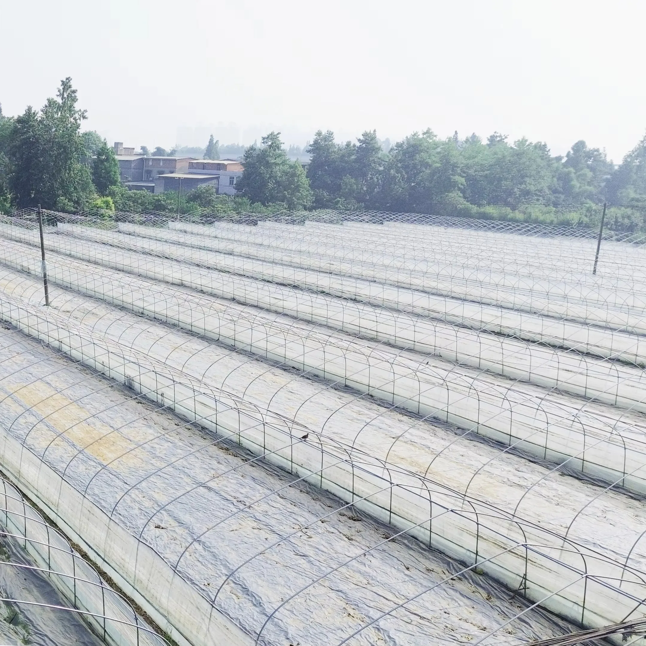 Latest hot sale styles Arch Plastic Film Agricultural Greenhouse Hydroponics Growing High Tunnel Plastic Film  Greenhouses