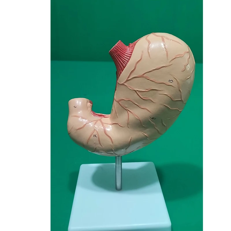 Human Skeletal Anatomy Stomach Model