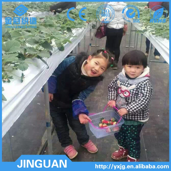 Plastic mulch film in blueberry yard/plastic mesh fabric