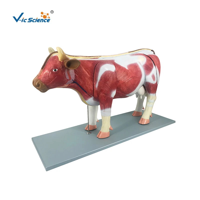 anatomical models for medical teaching bovine anatomy model animal anatomical model