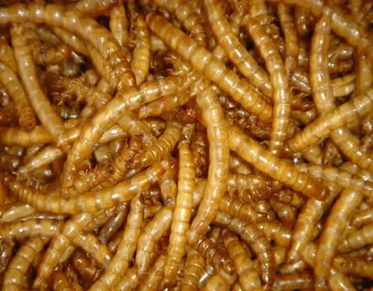 
China wholesale package in bags or cans microwaved dry mealworms 