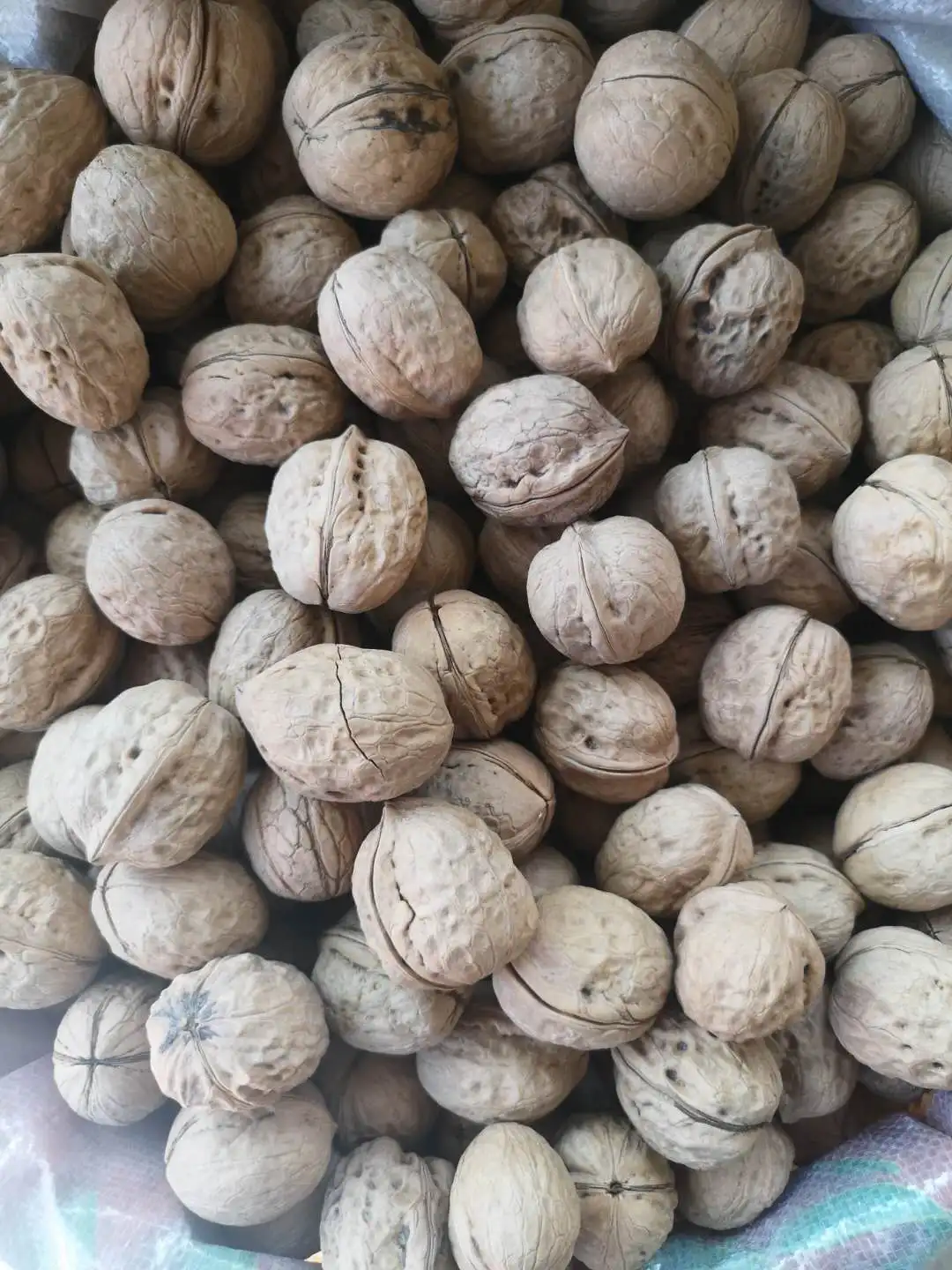 Chinese Raw Dry Clean Walnut with Shell Wholesale Plant for Export