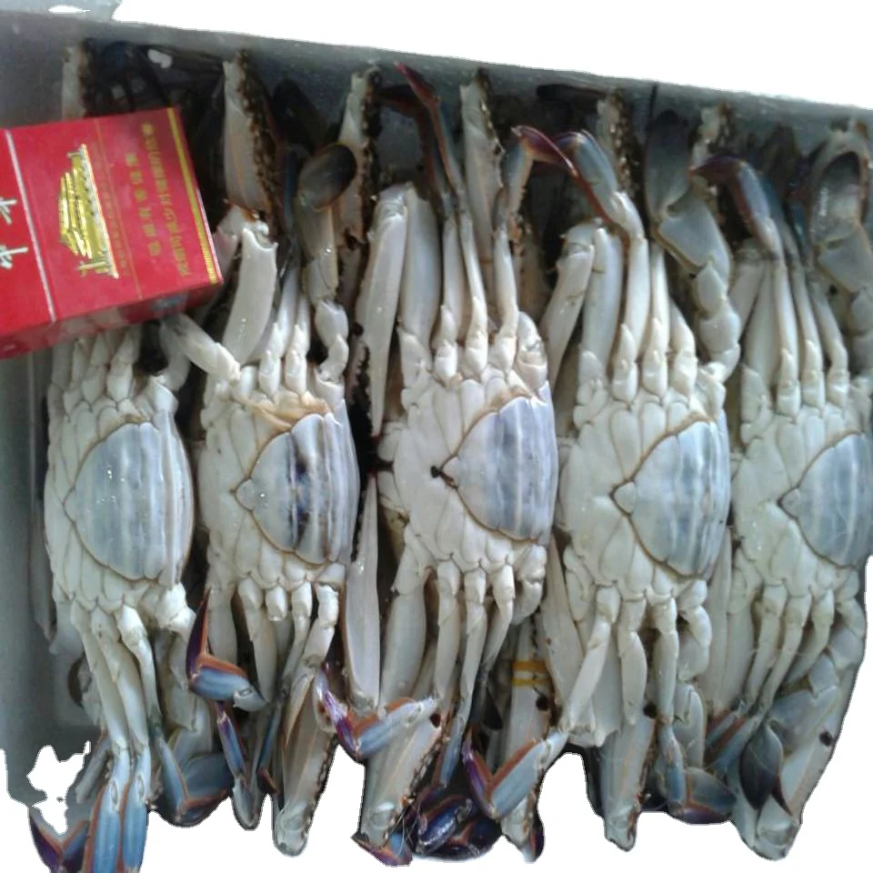 healthy big size many other species exports crab fat Frozen Crab raw material block in stock