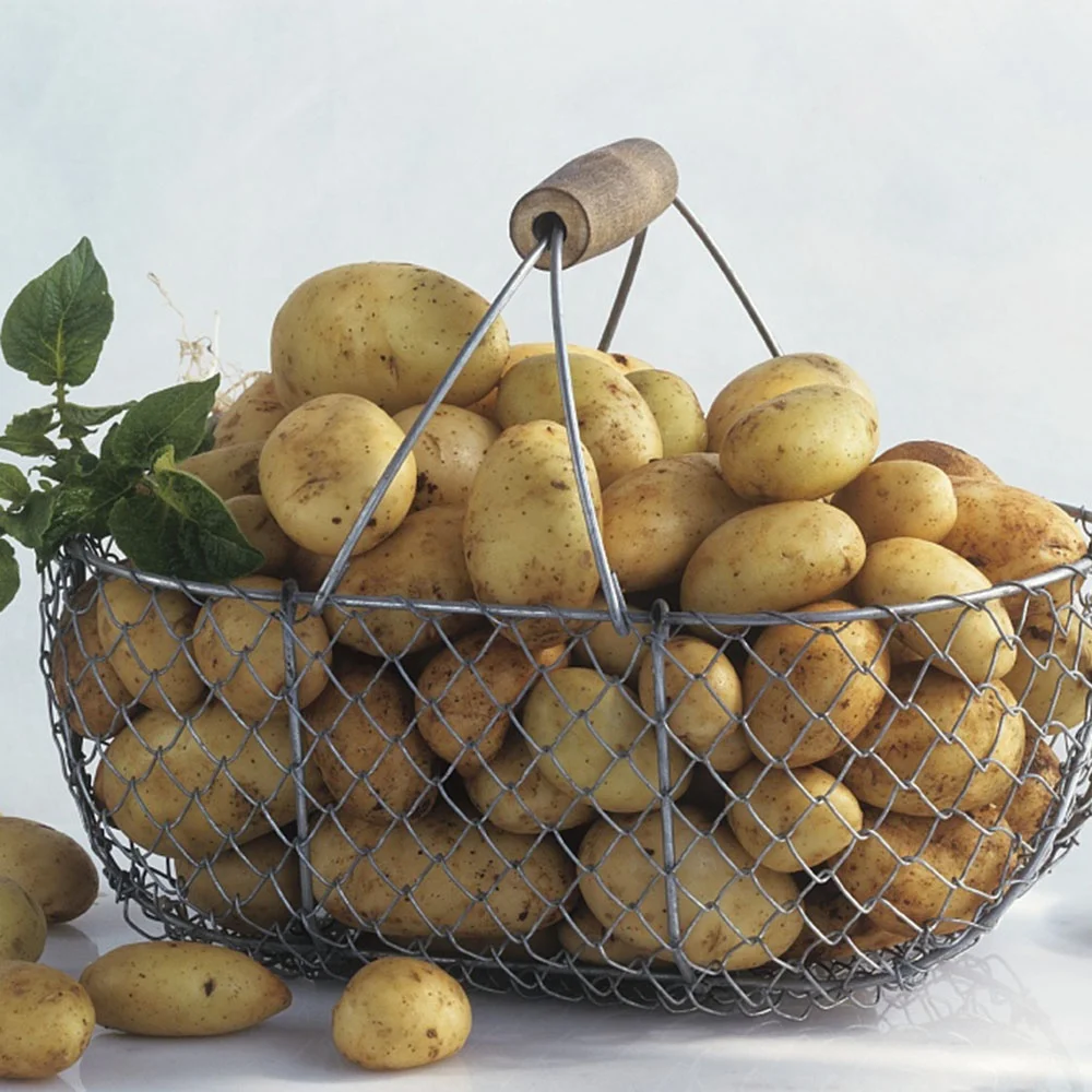 Wholesale Best Price Supplier of Fresh Vegetables Potatoes with Fast Delivery