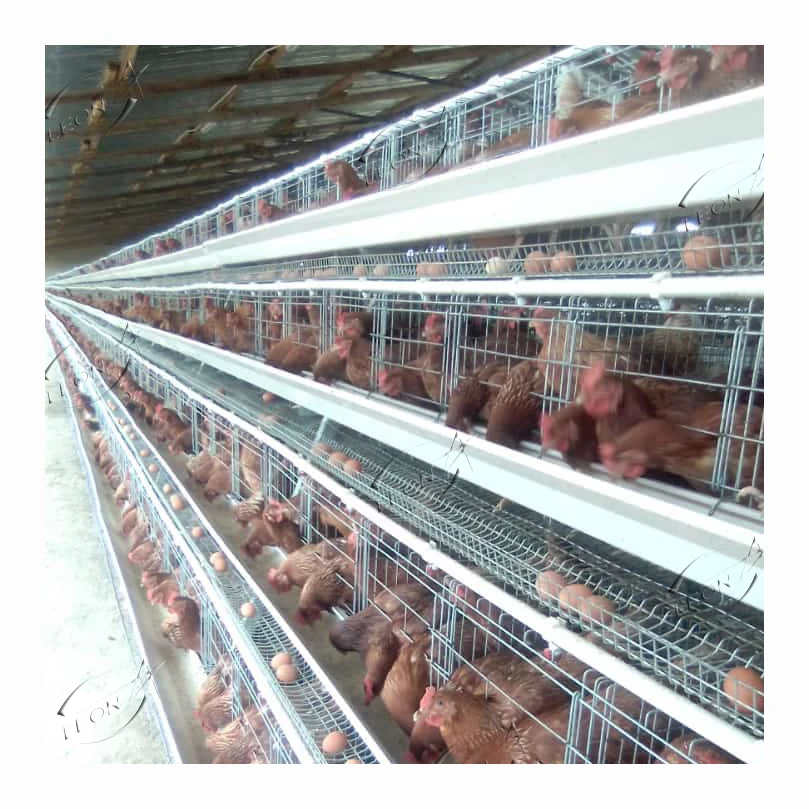 Automatic Design Trade A Type Layer Egg Chicken Cages for Poultry Farm Equipment 100