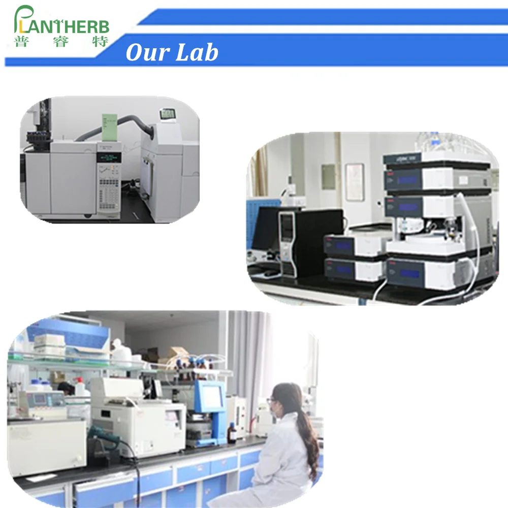 Supply High Quality 99% Panax ginseng extract ginseng powder for ginseng