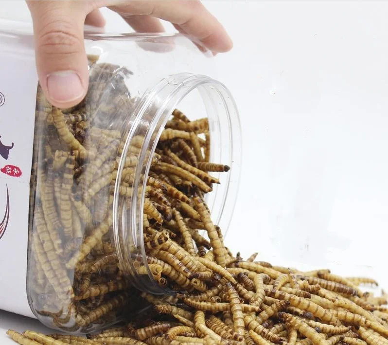 
Wholesale Super Worms Mealworms Dried for Aquarium Fish Food 
