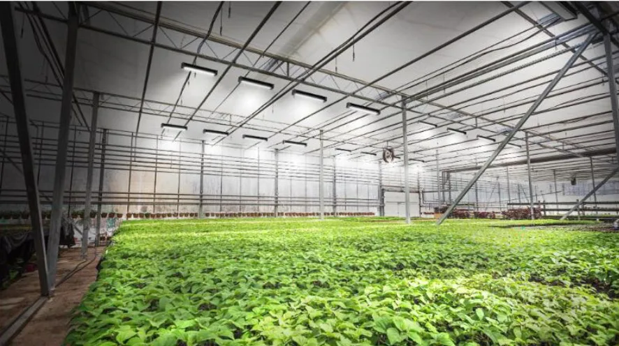 High Efficacy  150W LED grow light SamsungLM 301B Grow LED light For Greenhouse Indoor Plants up harvest