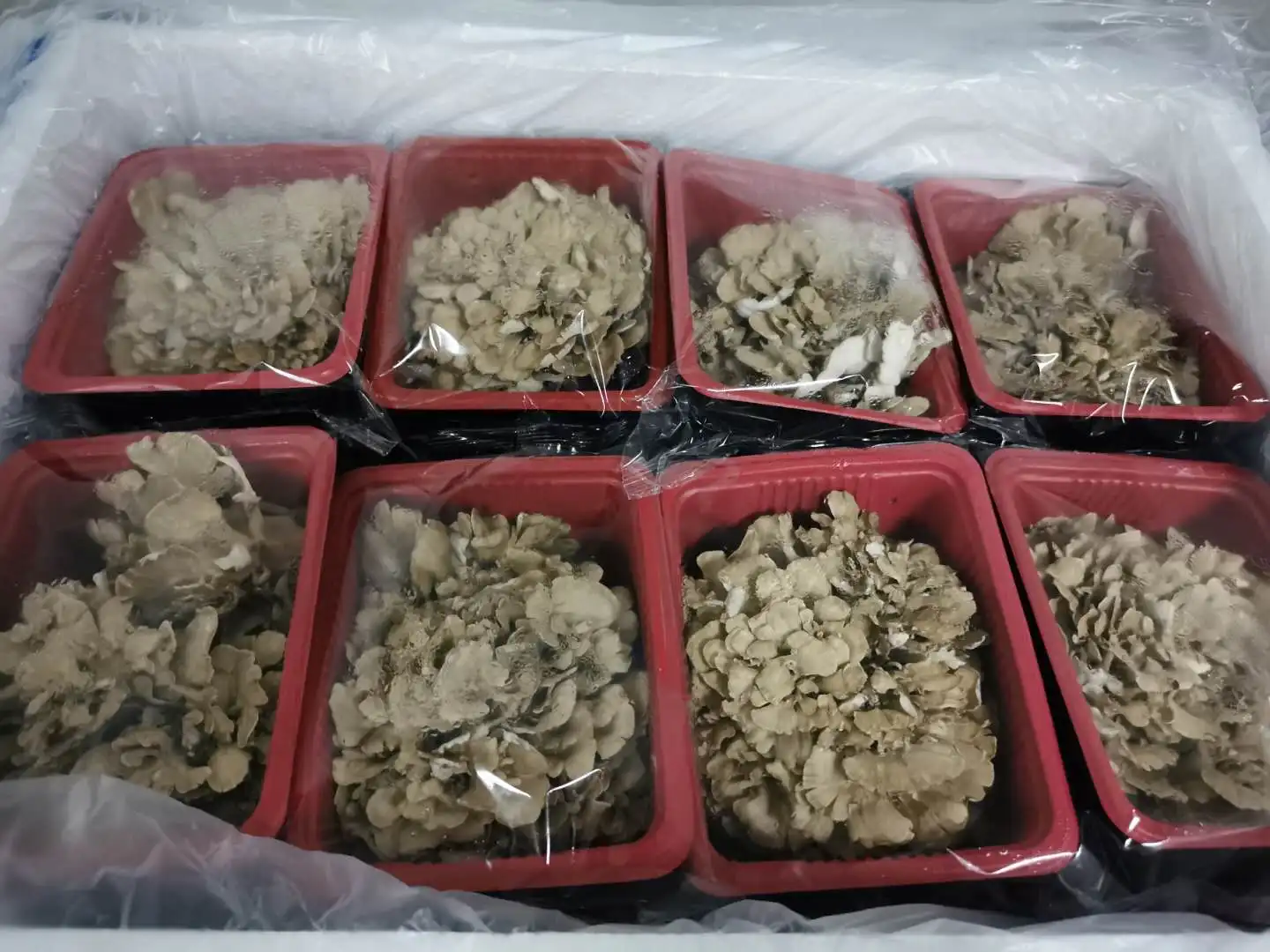 
Detan Fresh Maitake Mushroom 