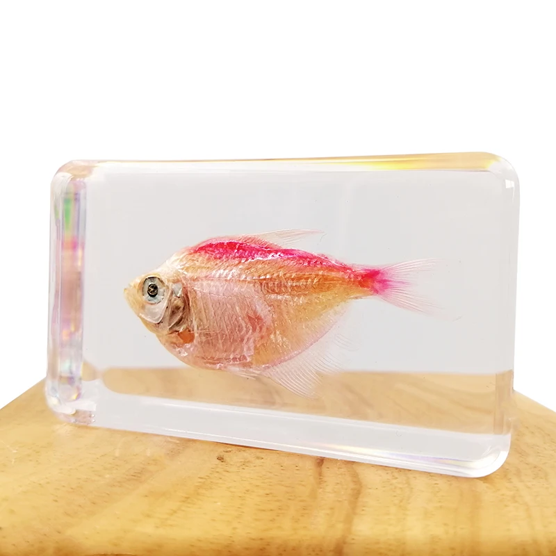 Educational equipment resin real fish specimen home decor fishing paperweight