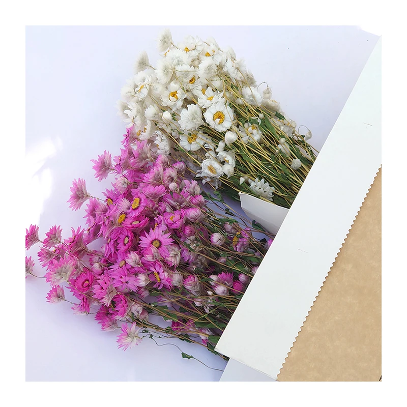 2021 Floristic Material Wholesale Natural Dried Flowers Rhodanthe For Home Decoration