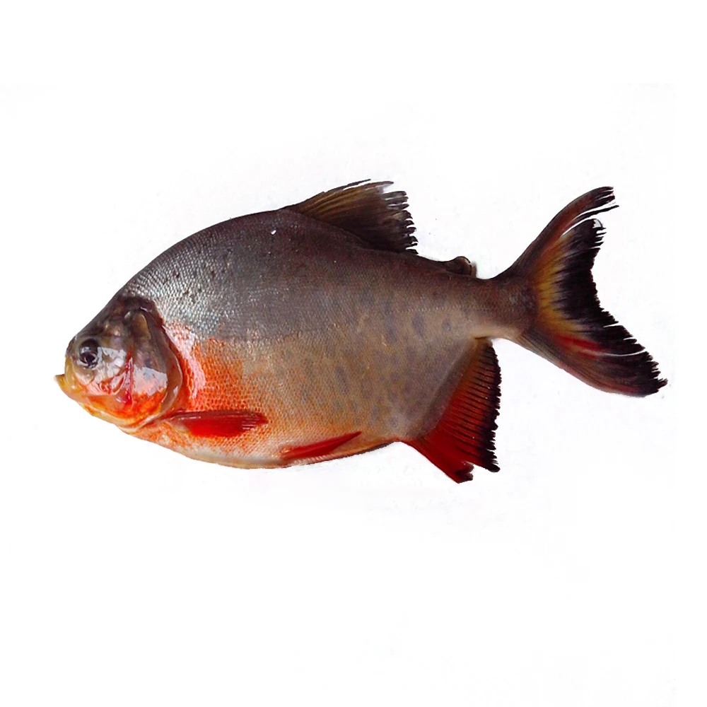 Frozen red pomfret fish red pacu price frozen red pomfret fish whole round frozen red pacu fish