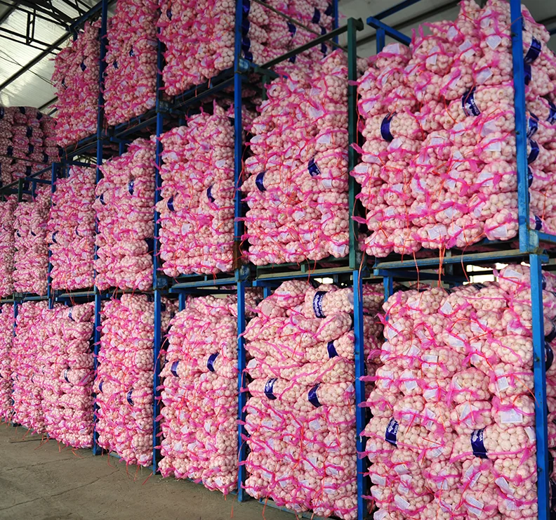 Big Garlic honan Agriculture seed companies onion and garlic storage santol