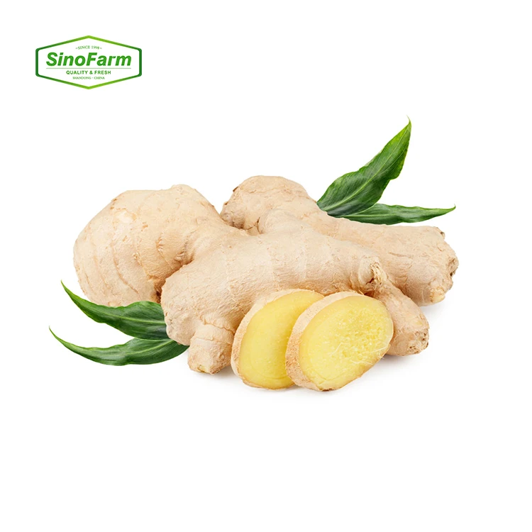 China Ginger Manufacturer Best Price New Season Ginger in bulk Top Quality Fresh Dried Ginger