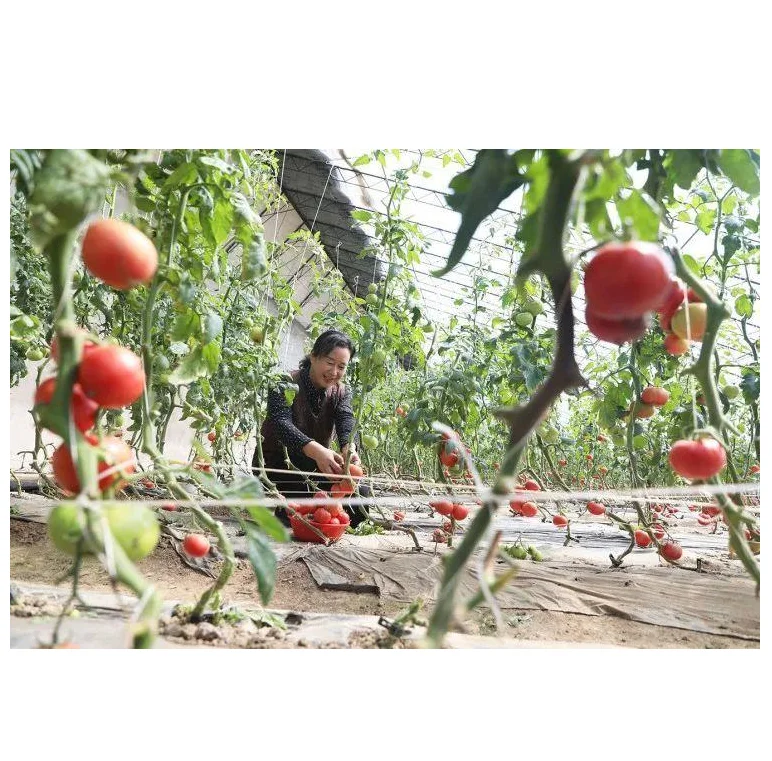 Cheap Economical commercial Double Layer Plastic Film Tomato Plants Greenhouse