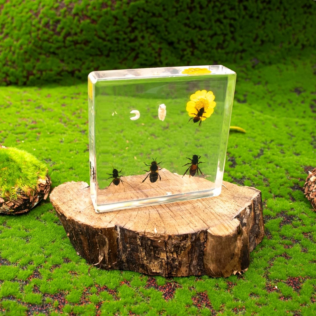 Educational Supply Real Insect Paperweight Taxidermy specimen In resin Biological Model Teaching Aid honey bee resin