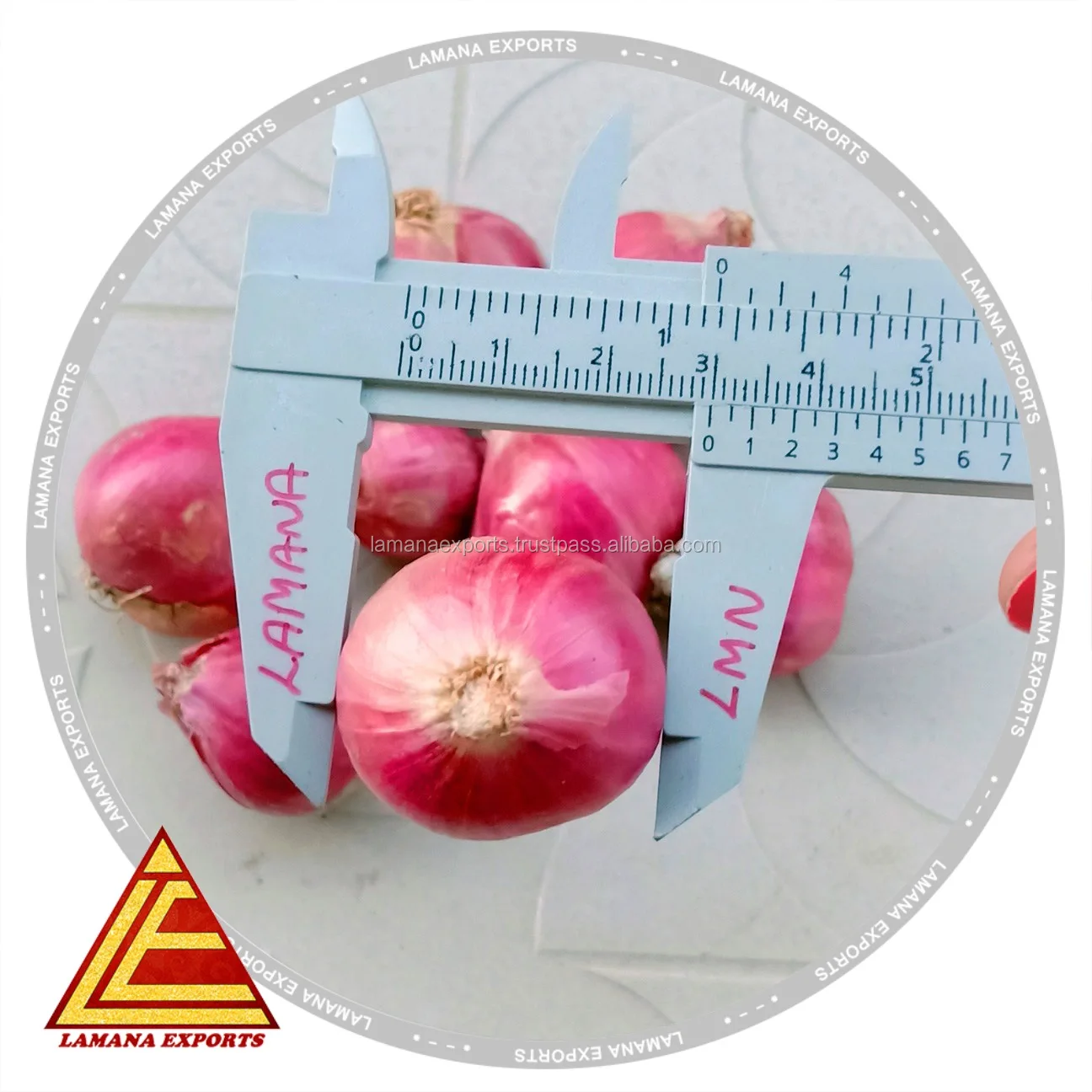 Hybrid Podisu Onion for Export Vietnam Malaysia Singapore 20mm Above Fresh Non-peeled COMMON Round Liliaceous Vegetabless