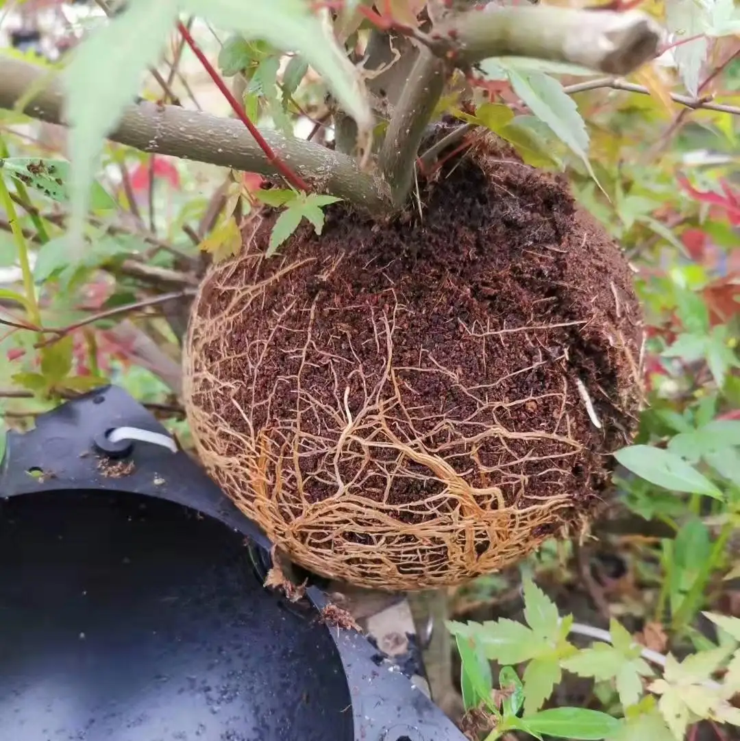 Plant Rooting Ball Plant Rooting Ball High Pressure Propagation Ball for Garden Fertilizer