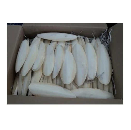 DRIED VIETNAM CUTTLEFISH BONE - 100% NATURAL FROM VIETNAM / HIGH QUALITY WITH BEST PRICE OFFER / VIETNAM WHOLESALE 2021