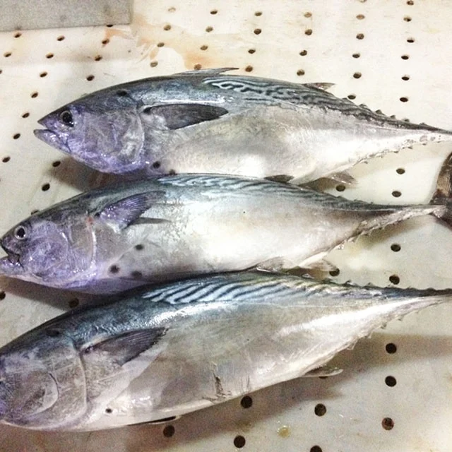 
Bonito fish flakes bonito powder bonito fish with prices 