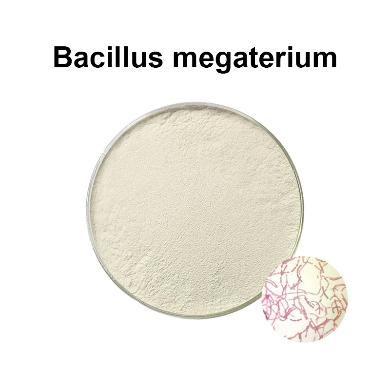 2024 Feed Fertilizer Efficiency Improvement Bacillus Megaterium Megatherium
