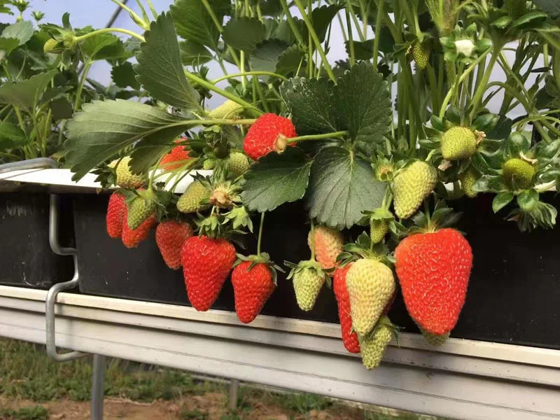 Complete Glass Greenhouse Agricultural Hydroponic System Greenhouse Turnkey Project