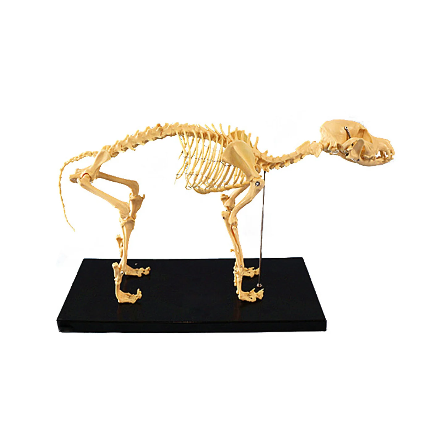 Anatomy Animal Canine Dog Skeleton Model