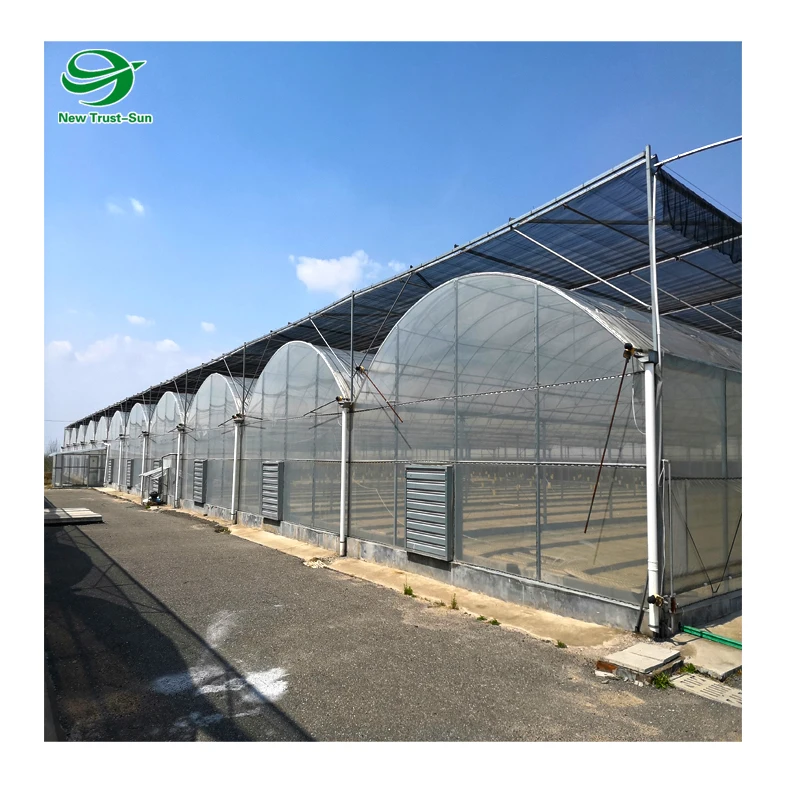 
Low Cost Multispan PO Film Agricultural Greenhouse for Sale with NFT Hydroponic Systems 