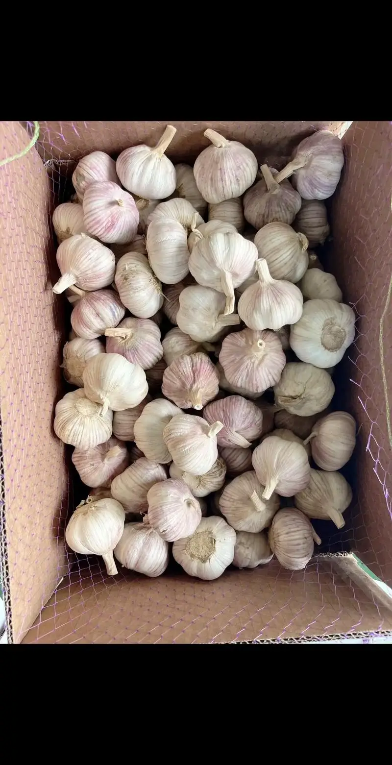 PCH Quality Natural Garlic Extract Powder 1% 25% Allicin Powder