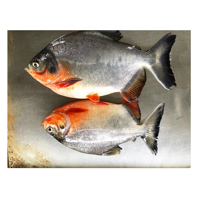 Замороженная рыба от поставщика свежий красный помад красная