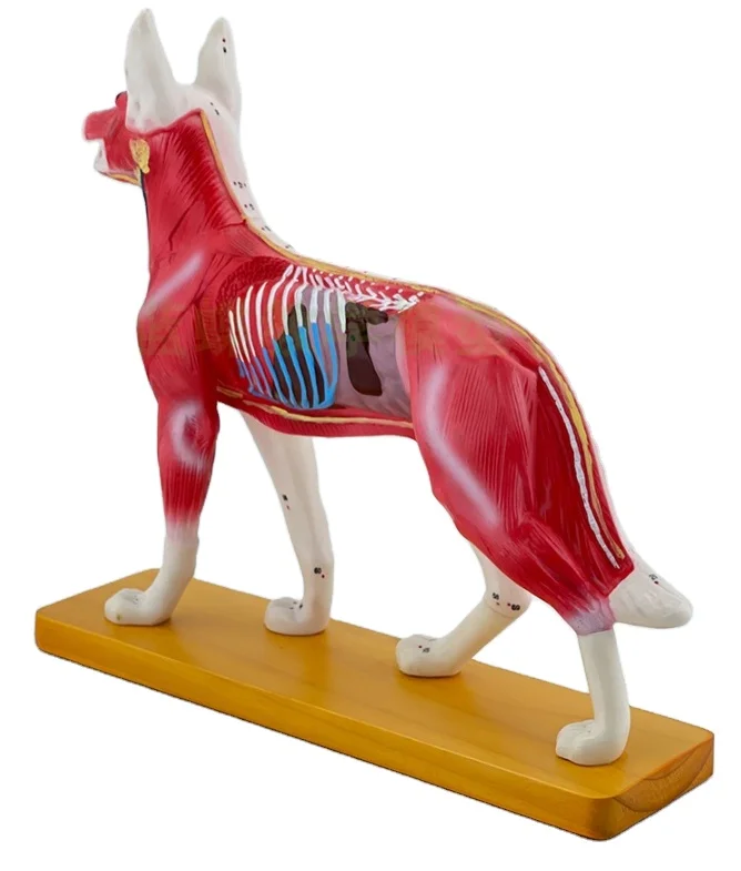 Veterinary teaching Acupuncture points model animals dog anatomy model
