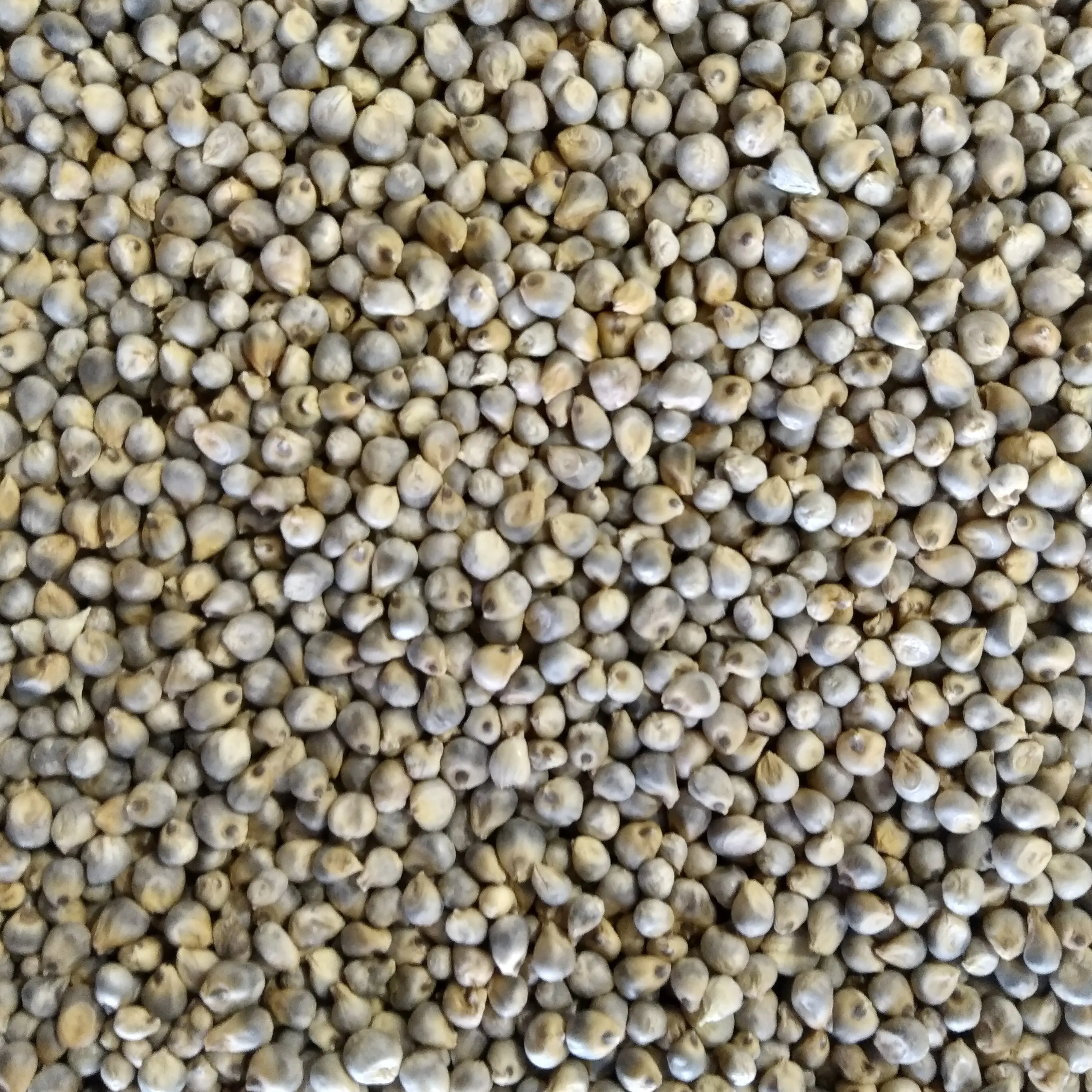 Buying Green Millet Seeds In Bulk From Farmer