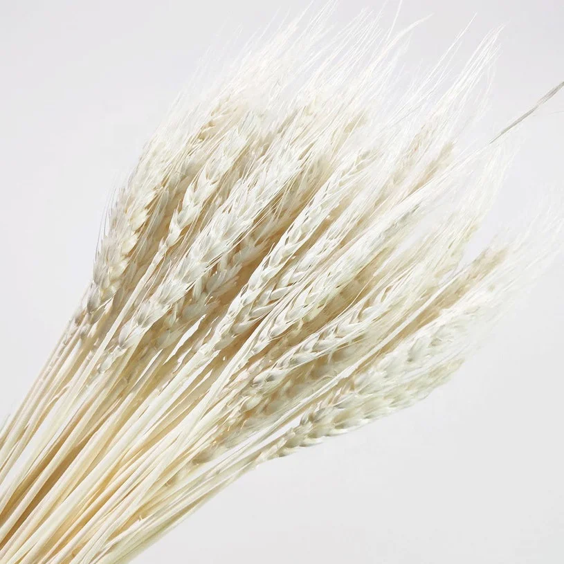 UKIQUEEN Dried Flowers Natural Bleached White Wheat Bunches Bouquet Sheaves Stalks Dried Wheat Stack Bundle
