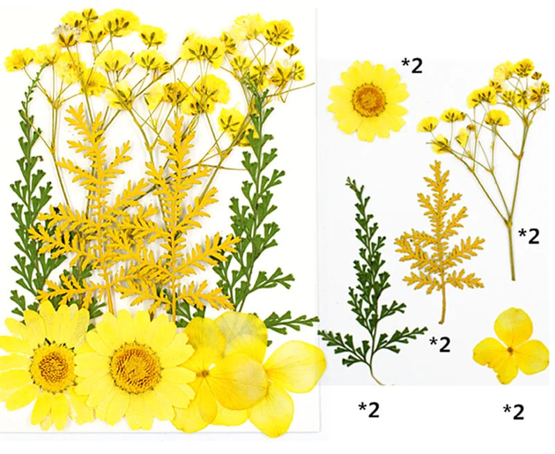Dry Flower Diy Makeup Nail Phone Case Frame Materials Plant Flower Specimens Real Natural Dried Pressed Flower For Resin