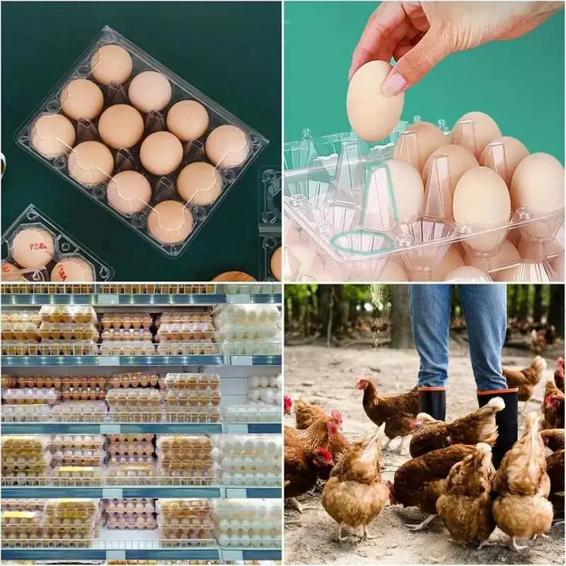 Customized 4 6 8 10 12 15 20 30 Transparent Shockproof Plastic Egg Packaging Disposable Transparent Plastic Egg Tray Reusable