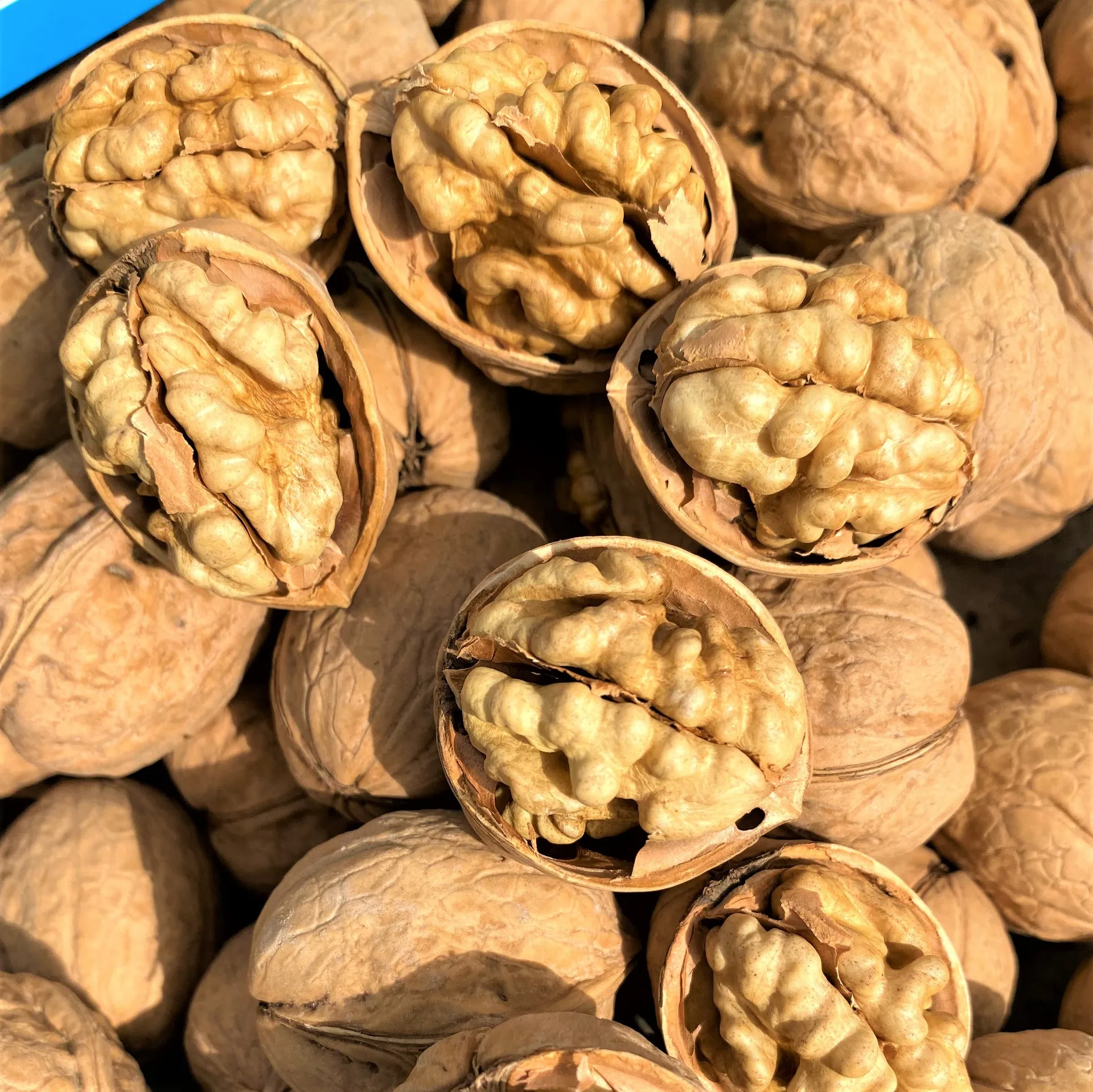 Excellent Quality Thin-skin Raw Walnut With Shell In Bulk Wholesale Walnut In Shell