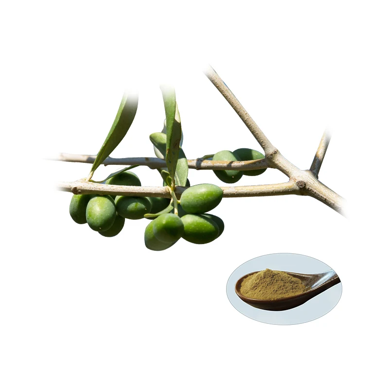 100% Natural Plant Extract Organic Olive Leaf Extract Oleuropein