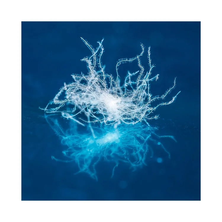 Chinese High Quality Clothing Quilt Special Filling Down 85% Washed Pure White Duck Down