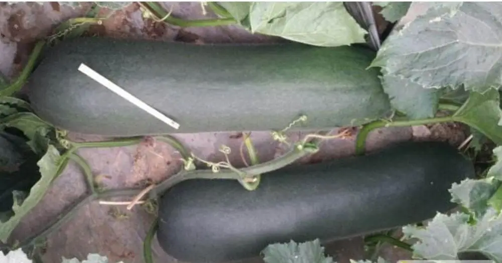 
Hei you da Dong gua NON-GMO new dark green winter melon seeds 