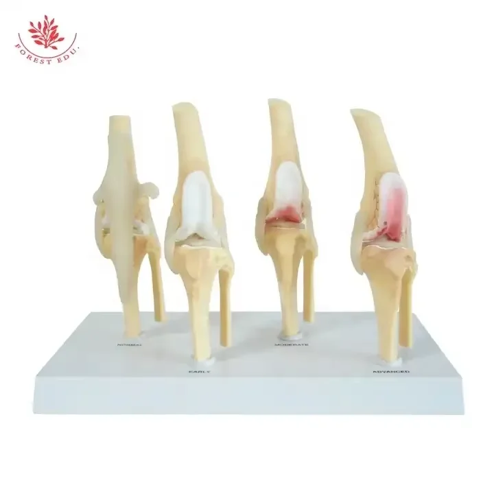 Dog Four Stage Knee Arthritis Model Anatomical Model Knee Joint Animal Models