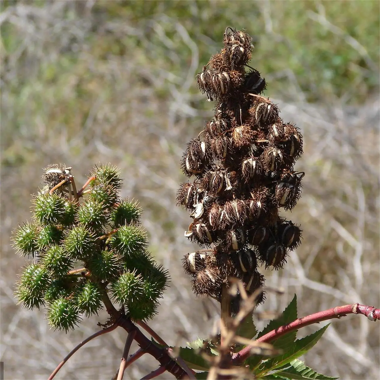 HL- Natural jamaican black seed oils supplier,500ML, Wholesale Organic Black Castor oil carrier oil for Hair growth | Bulk Price