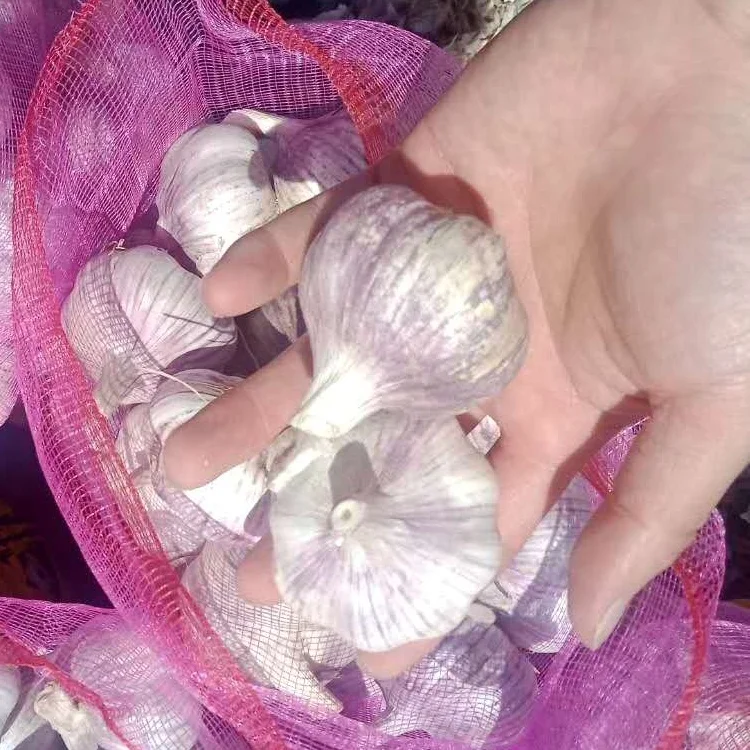 2021 акция низкая цена оптовая продажа высококачественные сетчатые пакеты Обычный белый чеснок