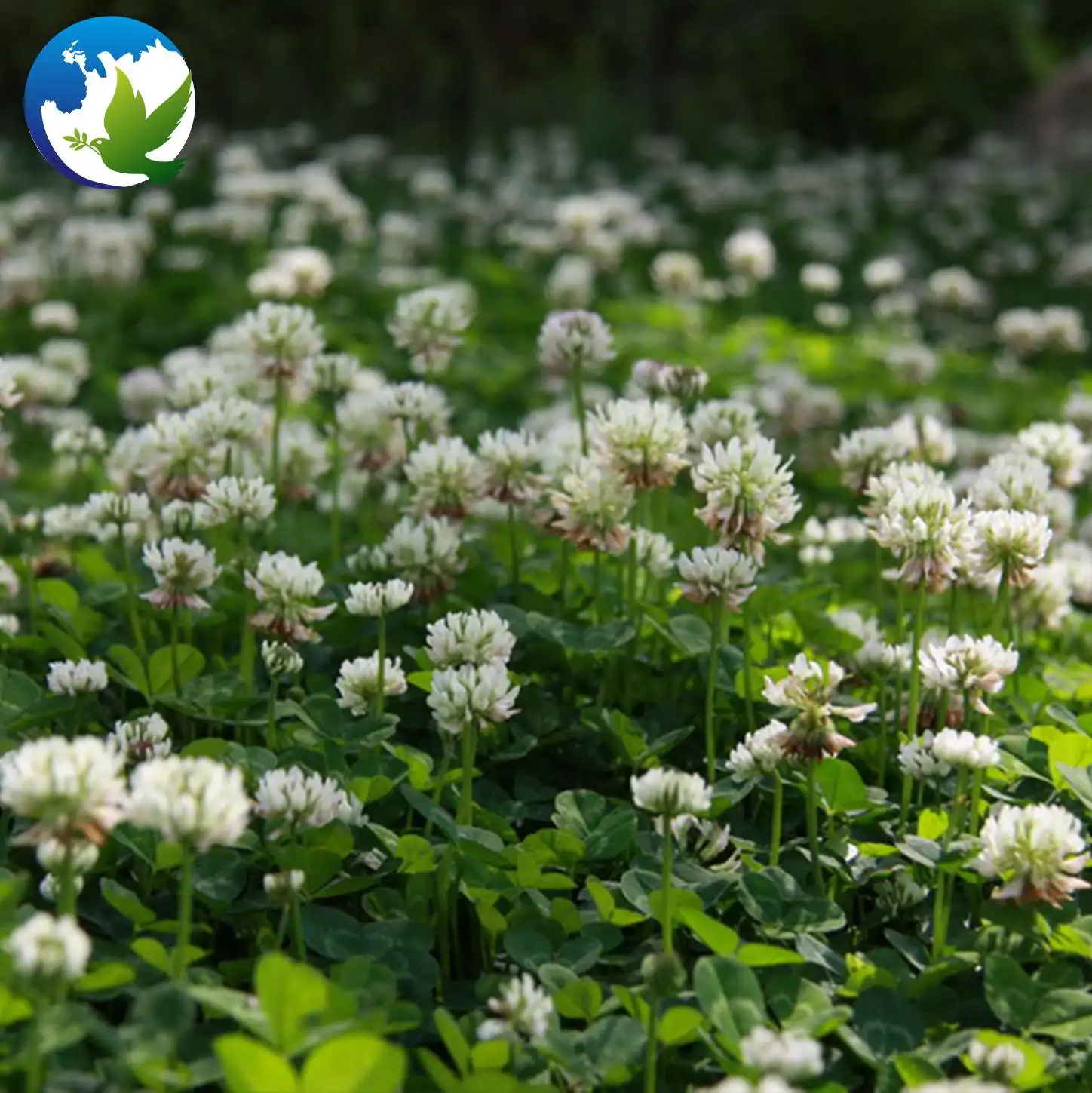  Семена травы с сопротивлением замораживанию семена высокого качества Trifolium repens