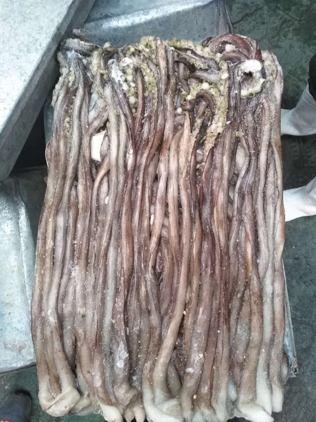 Indian Ocean squid tentacle sexual legs