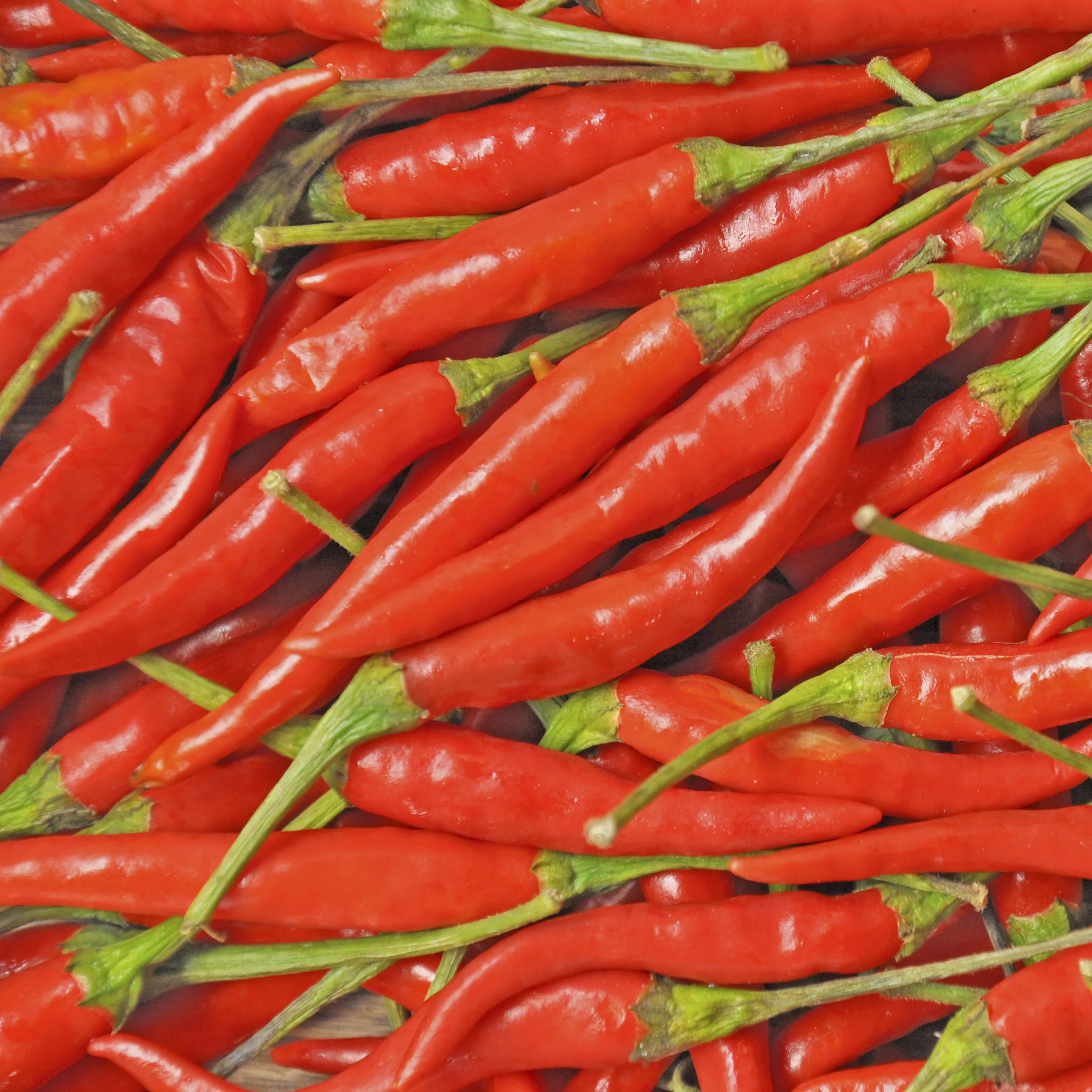high quality made in italy CHILLI PUREE 80 g in tube GIA for export