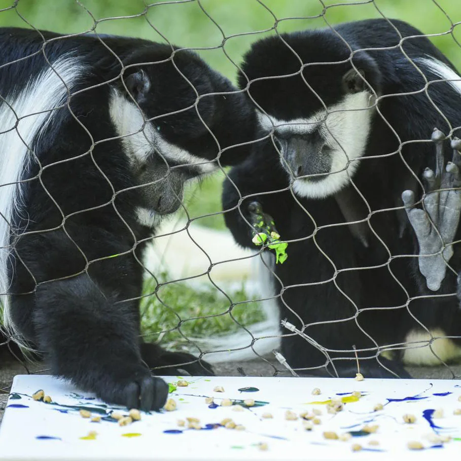 Сетка из Проволочной веревки/сетка для зоопарка/оболочка для животных, оптовая продажа, ручная работа, нержавеющая сталь, алмаз 7X7 , 7X19 1,2-3,2 мм 20-200 мм CN; Гарри
