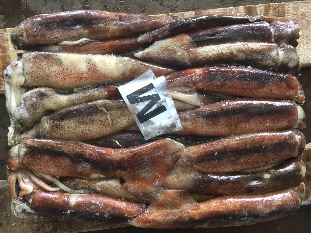 Аргентинский кальмар/замороженный иллекс кальмар