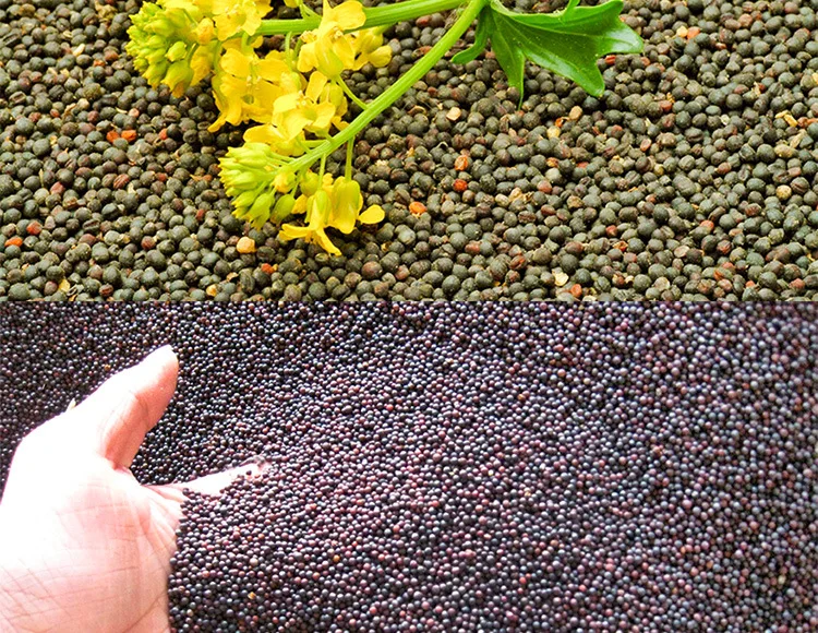 Hydraulic Oil Press Machine Small Scale Castor Oil Pressoir