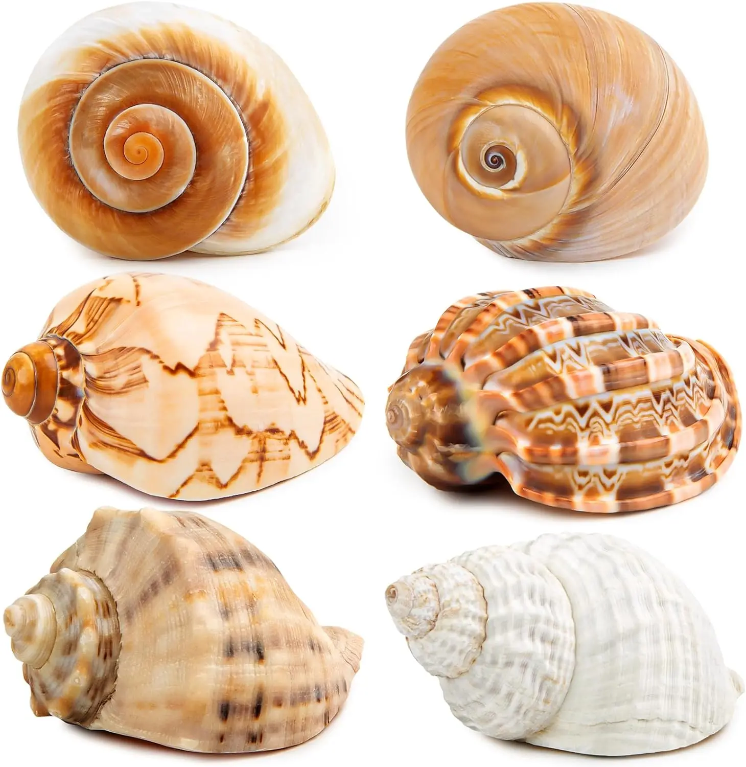 6PCS 3-3.5inch Large Hermit Crab Shells Natural SeaShells Conch For Beach Decoration